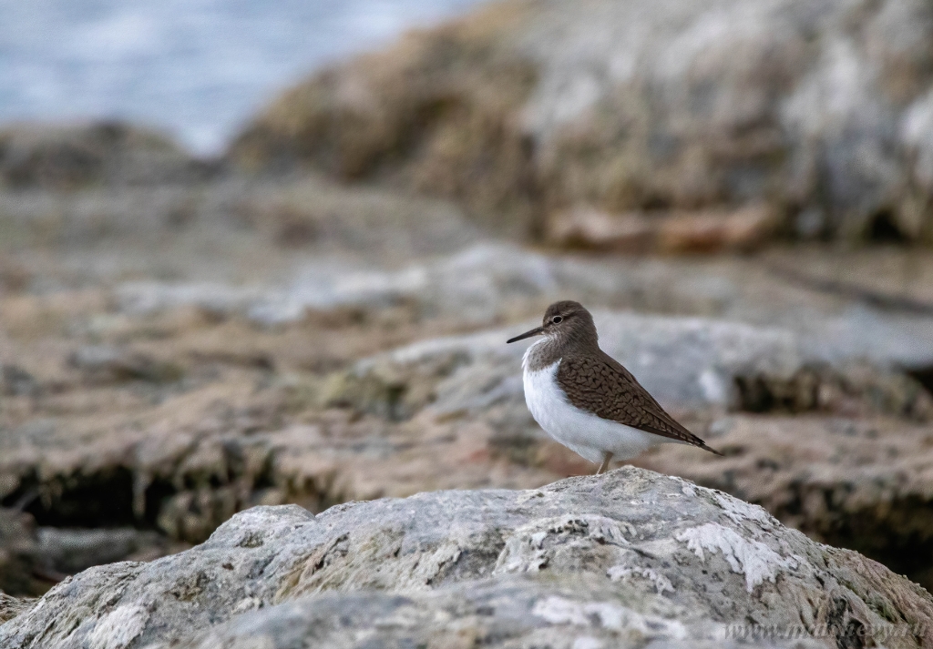 CA8A3299-DeNoiseAI-standard vk.jpg